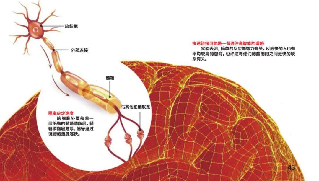 智商等同于智力吗？(国际正规智力测试入口）